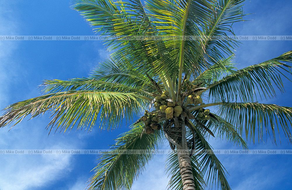 Coconuts on coconut palm near everglades Florida