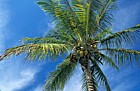 Coconuts on coconut palm near everglades Florida