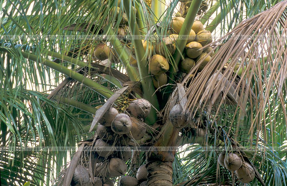 Coconuts on coconut palm near everglades Florida