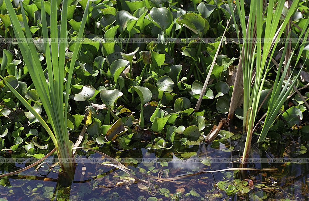 Eichhornia crassipes Water Hyacinth invading native plant areas everglades Florida