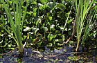 Eichhornia crassipes Water Hyacinth invading native plant areas everglades Florida