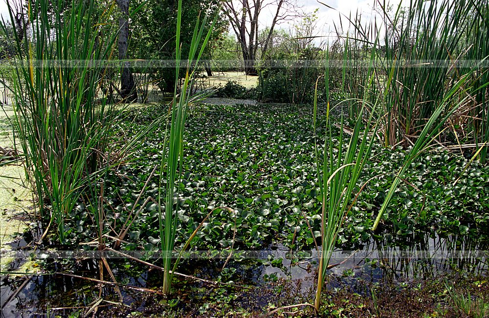 Eichhornia crassipes Water Hyacinth invading native plant areas everglades Florida