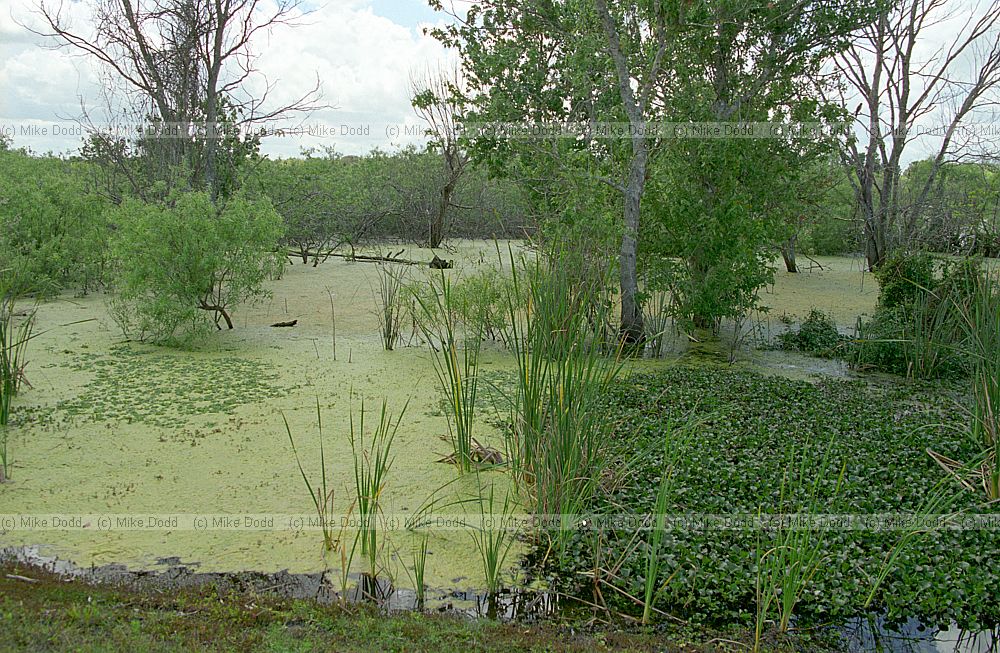 Eichhornia crassipes Water Hyacinth invading native plant areas everglades Florida