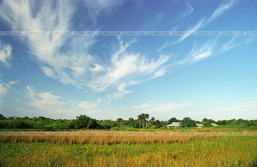 Everglades grass sea