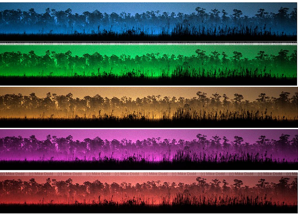 Everglades grass sea