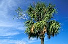 fig on palm everglades Florida