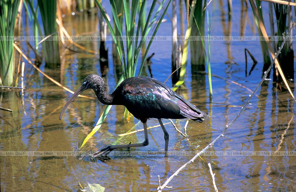 Glossy ibis everglades Florida