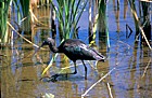 Glossy ibis everglades Florida