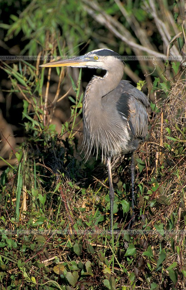Great blue heron everglades Florida