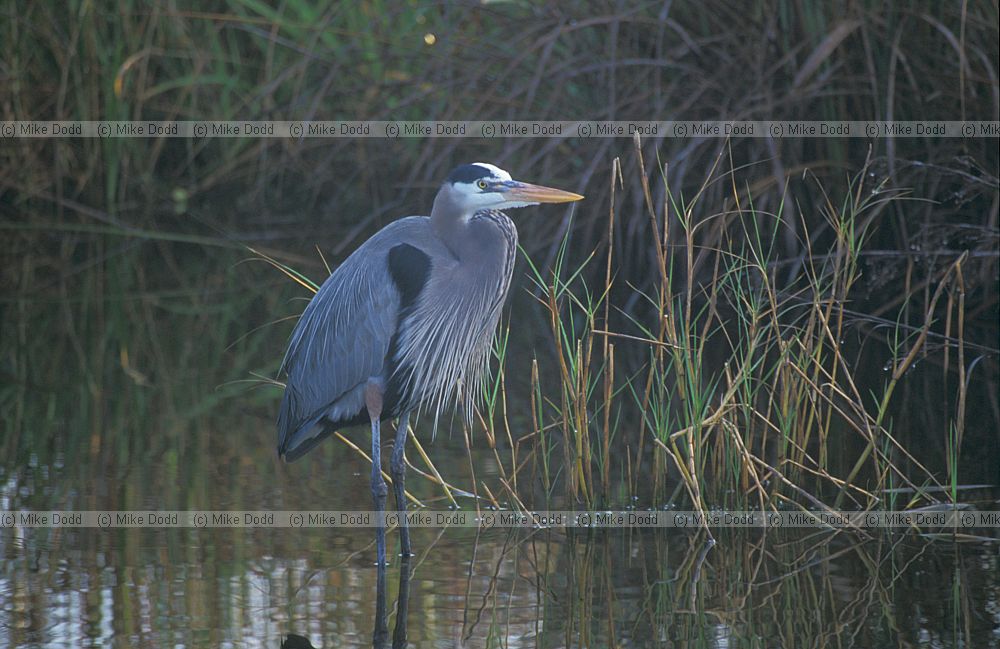 Great blue heron everglades Florida