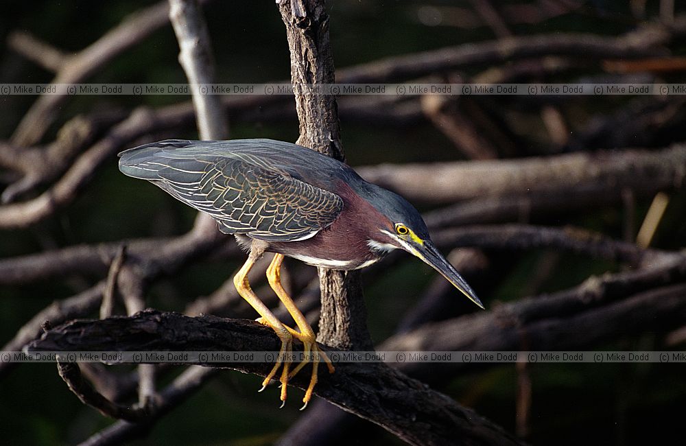 Green backed heron everglades Florida