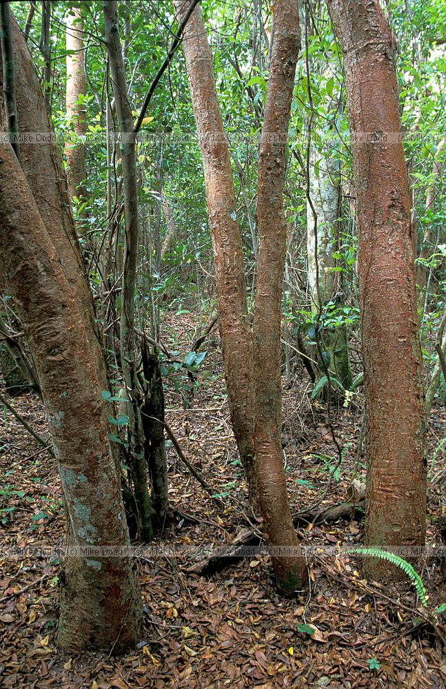 Gumbo limbo trees everglades Florida