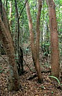 Gumbo limbo trees everglades Florida