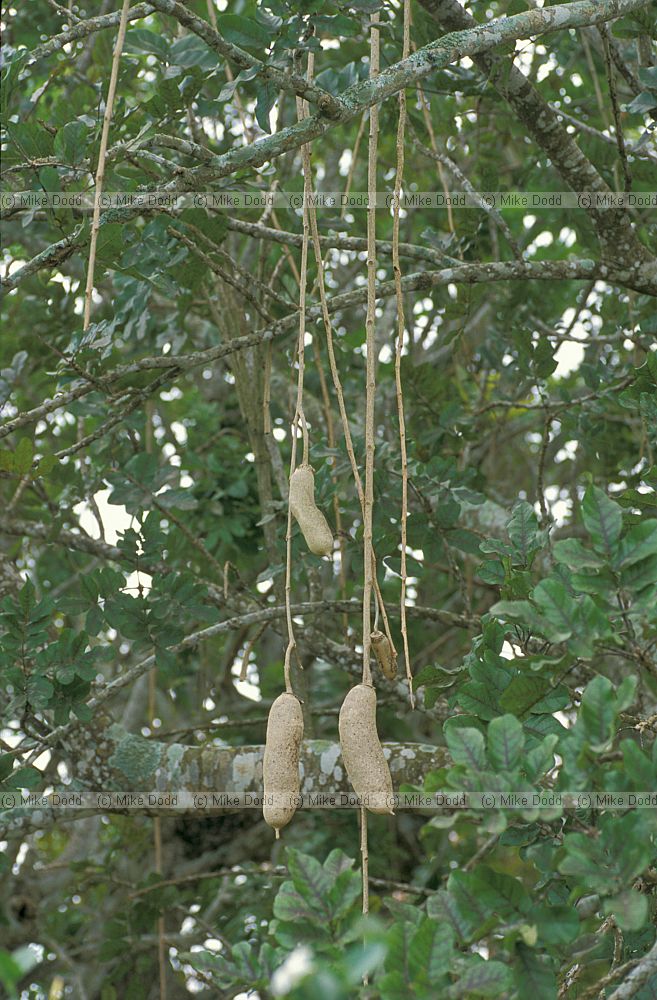 Kigellia pinnata sausage tree