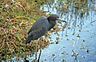 little blue heron everglades Florida