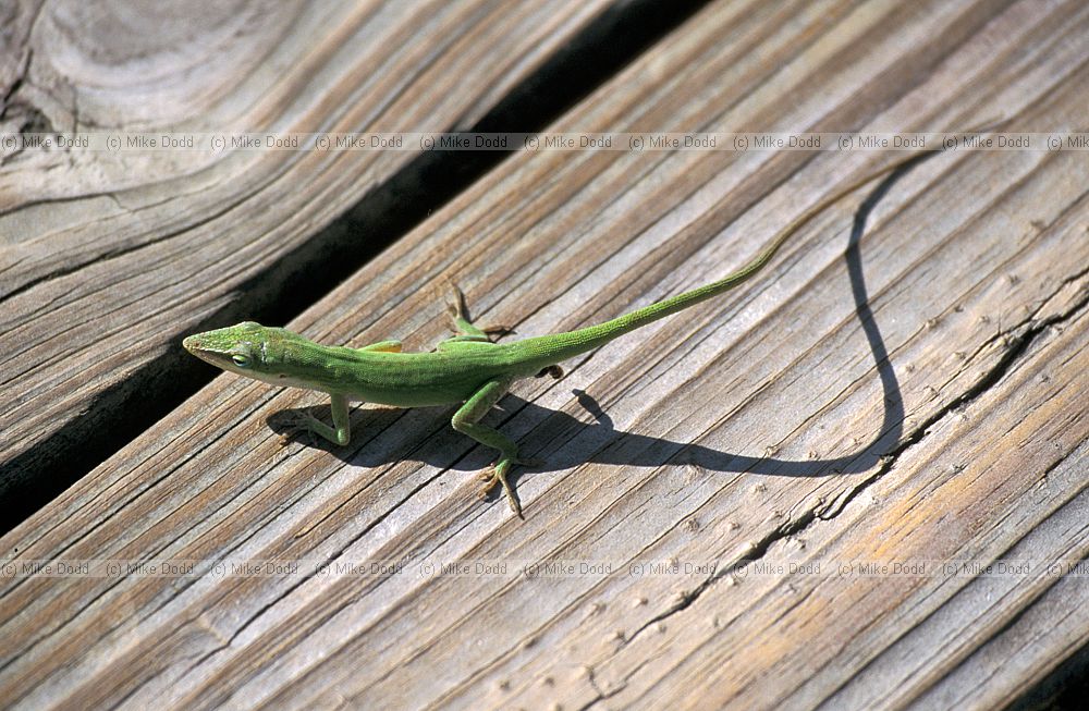 American chamaeleon Anolis carolinensis Everglades Florida