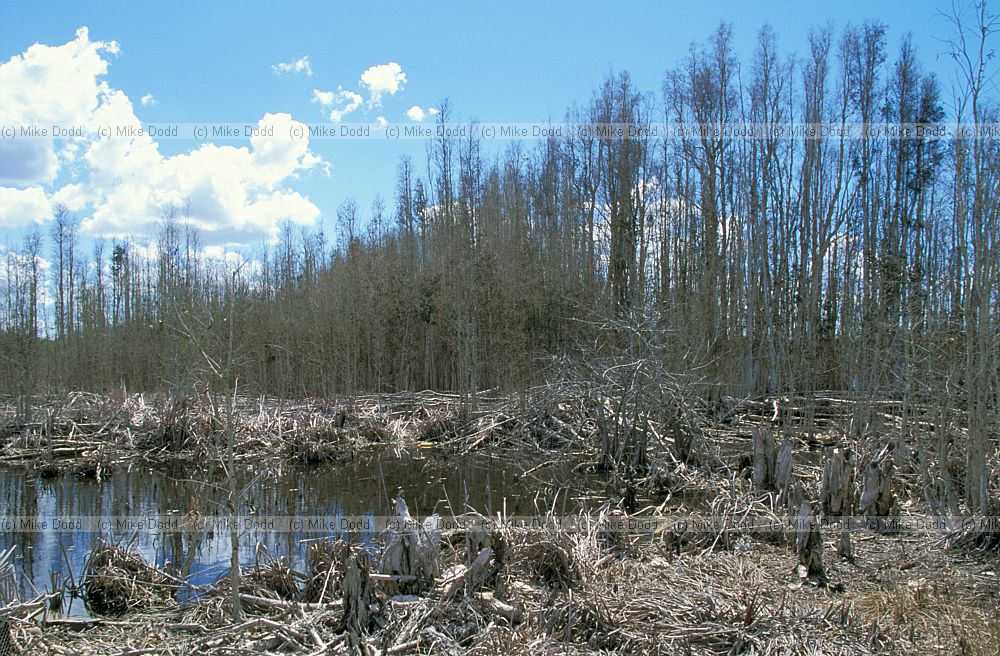 herbicide control of Melaleuca quinquenervia paperbark everglades Florida