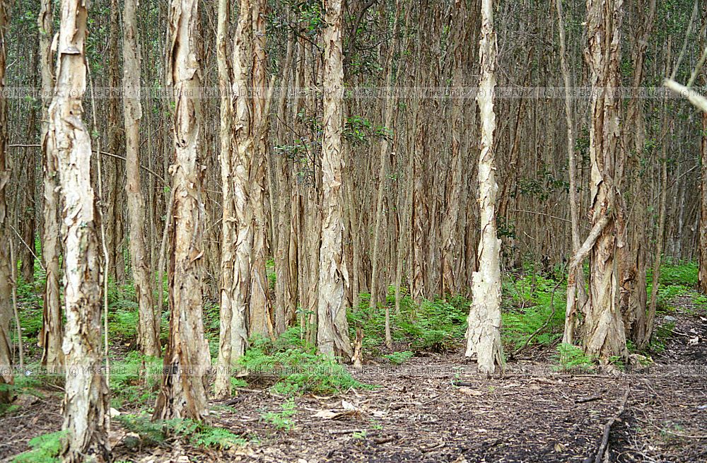 Melaleuca quinquenervia paperbark everglades Florida