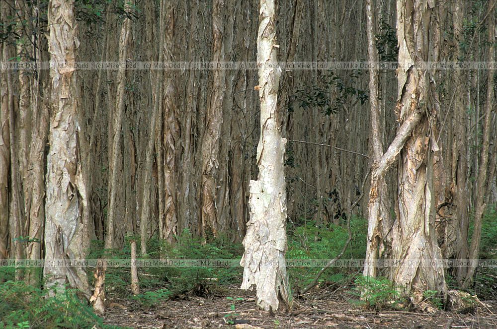 Melaleuca quinquenervia paperbark everglades Florida