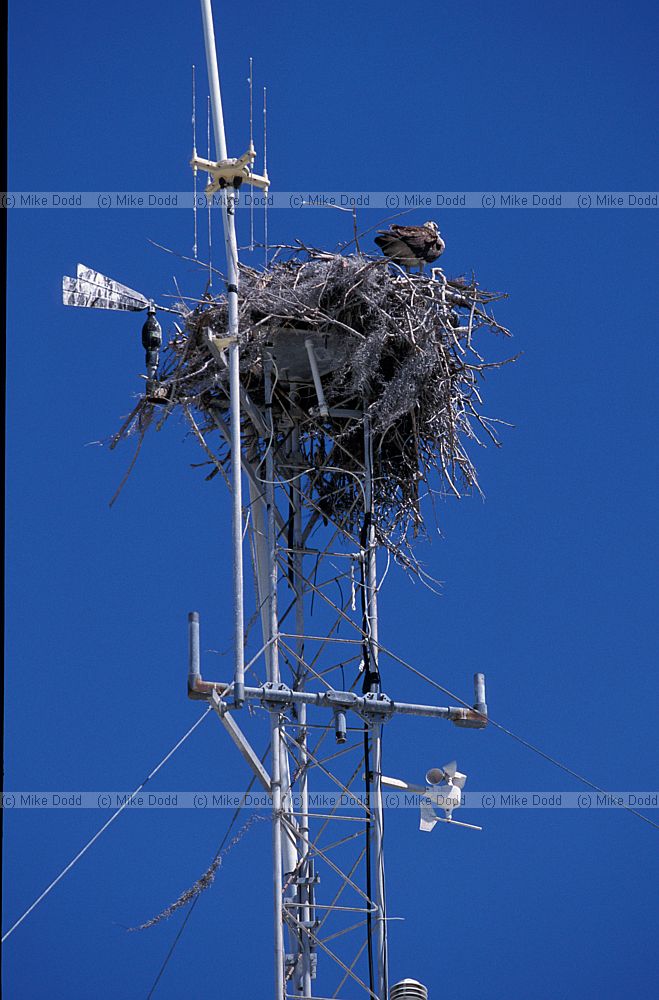 Osprey nesting on transmitter mast Everglades Florida