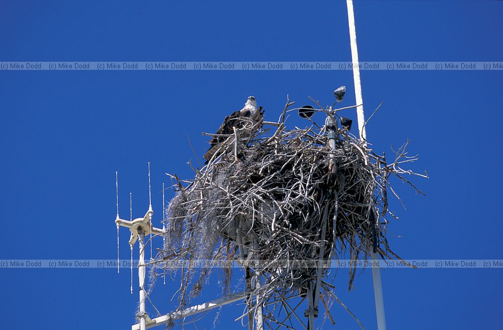 Osprey nesting on transmitter mast Everglades Florida