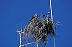 Osprey nesting on transmitter mast Everglades Florida