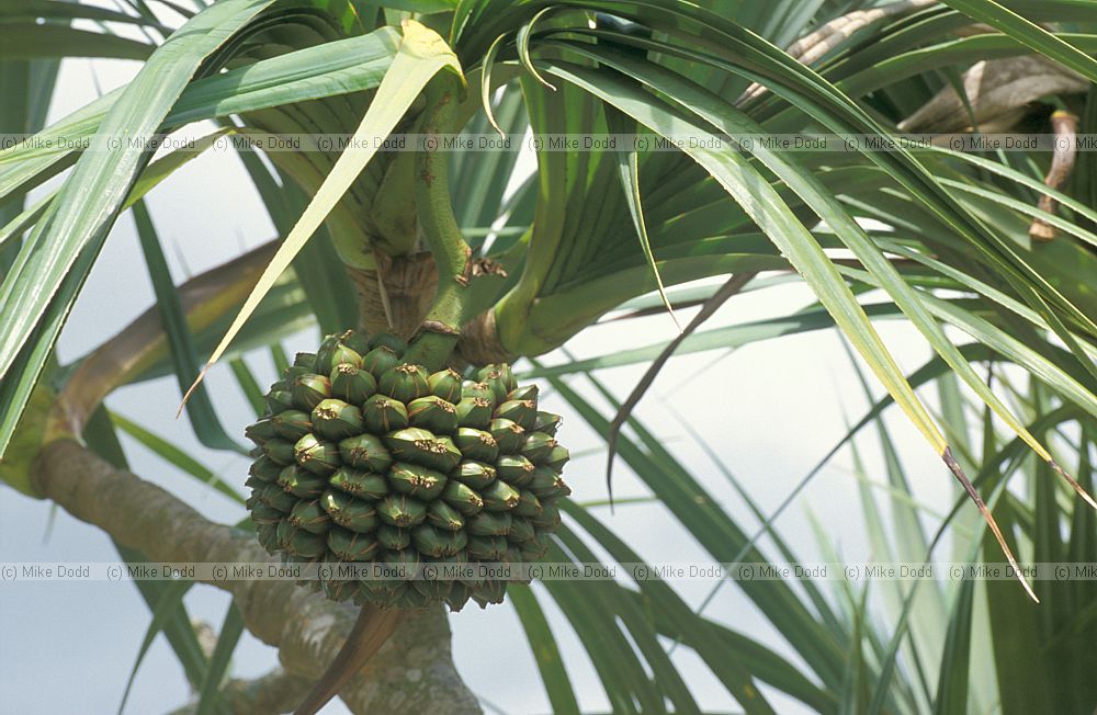 Pandanus utilis female Florida