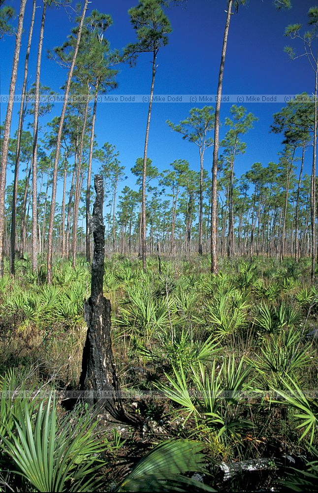 Pine rocklands Everglades Florida