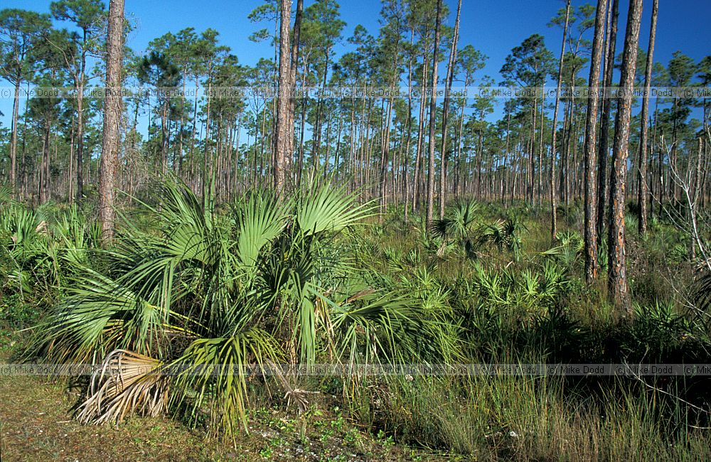 Pine rocklands Everglades Florida