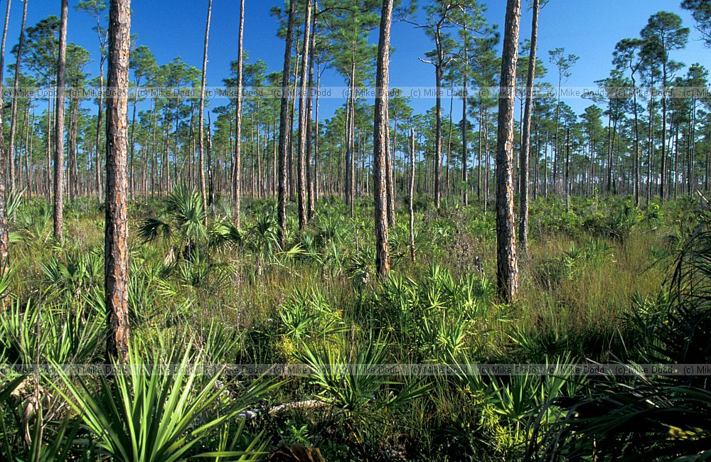 Pine rocklands Everglades Florida