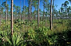 Pine rocklands Everglades Florida
