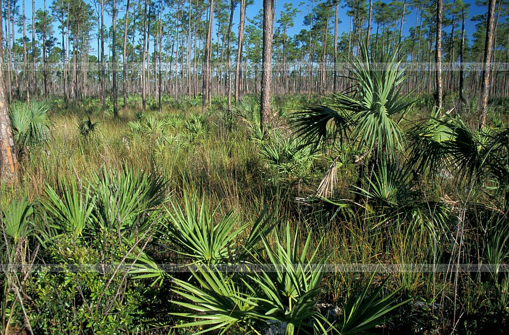 Pine rocklands Everglades Florida