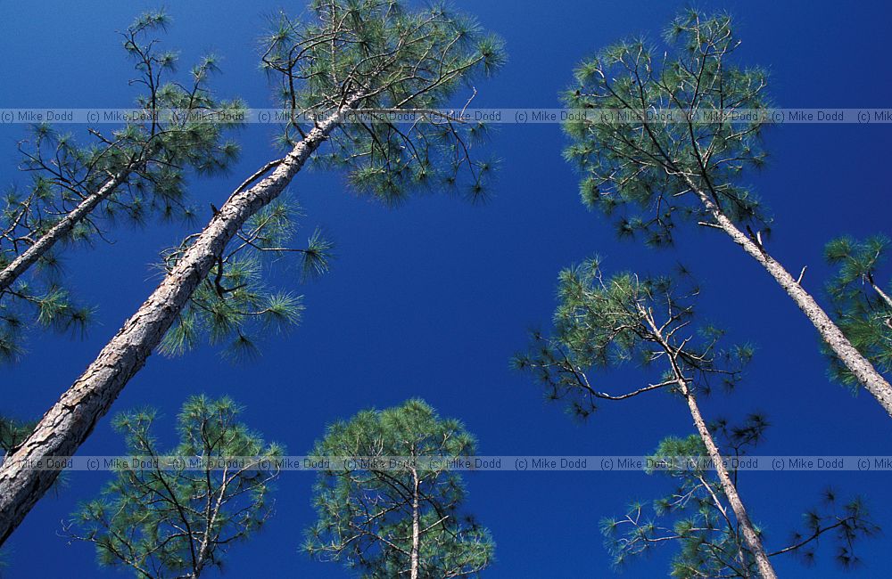 Pine rocklands Everglades Florida