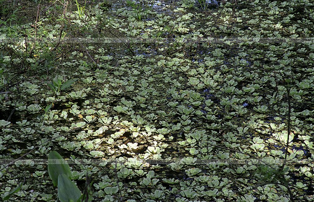 Pistia stratiotes Water lettuce