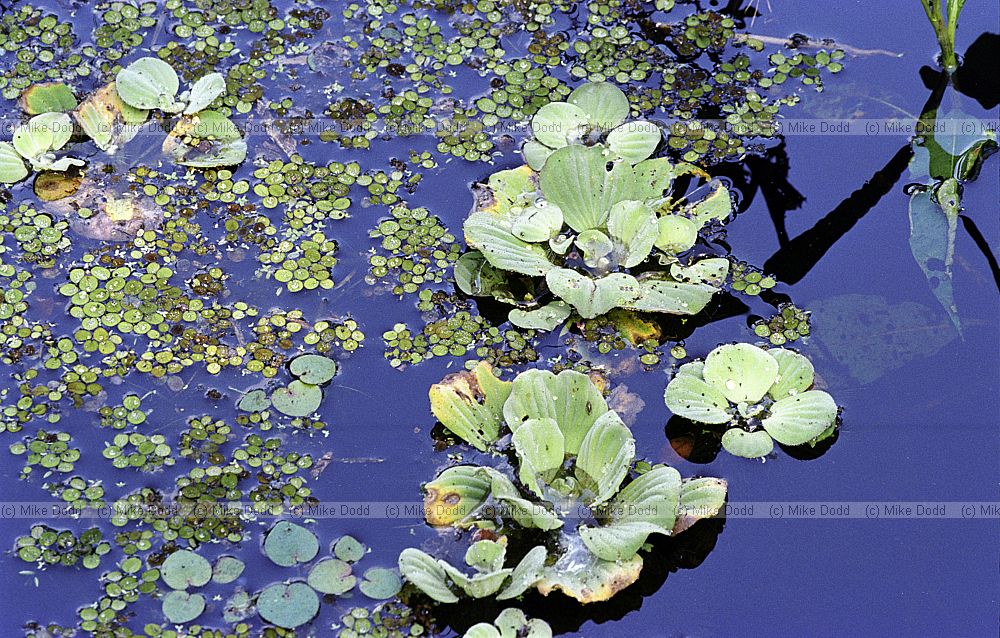 Pistia stratiotes Water lettuce