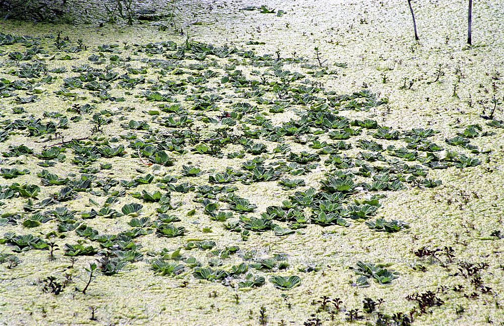 Pistia stratiotes Water lettuce