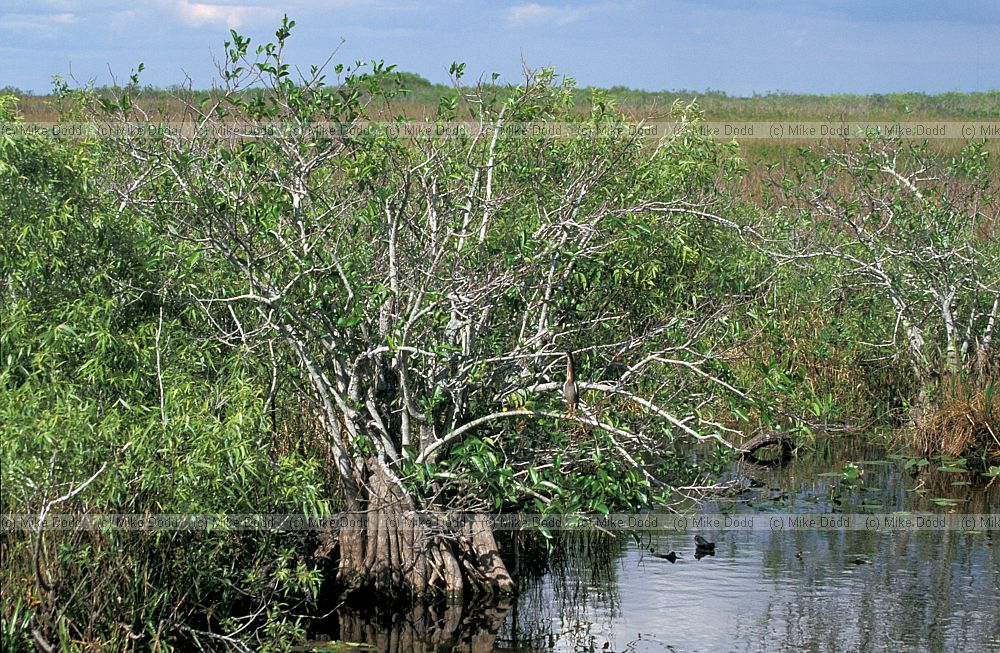 Pond apple Everglades Florida