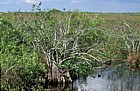 Pond apple Everglades Florida