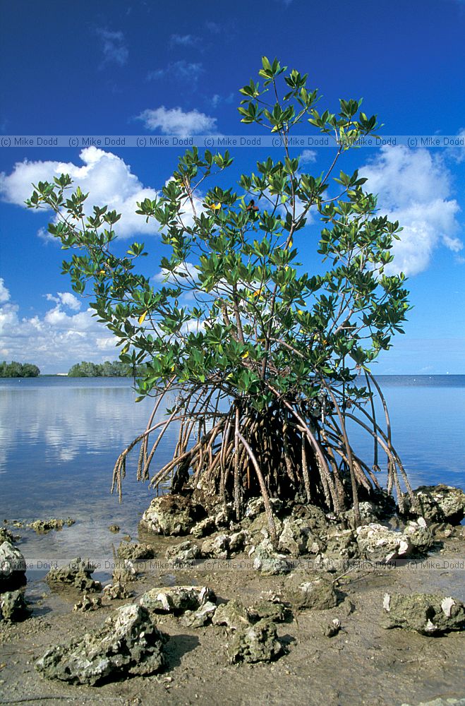 Rhizophora mangle red mangrove Everglades Florida