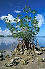 Rhizophora mangle red mangrove Everglades Florida