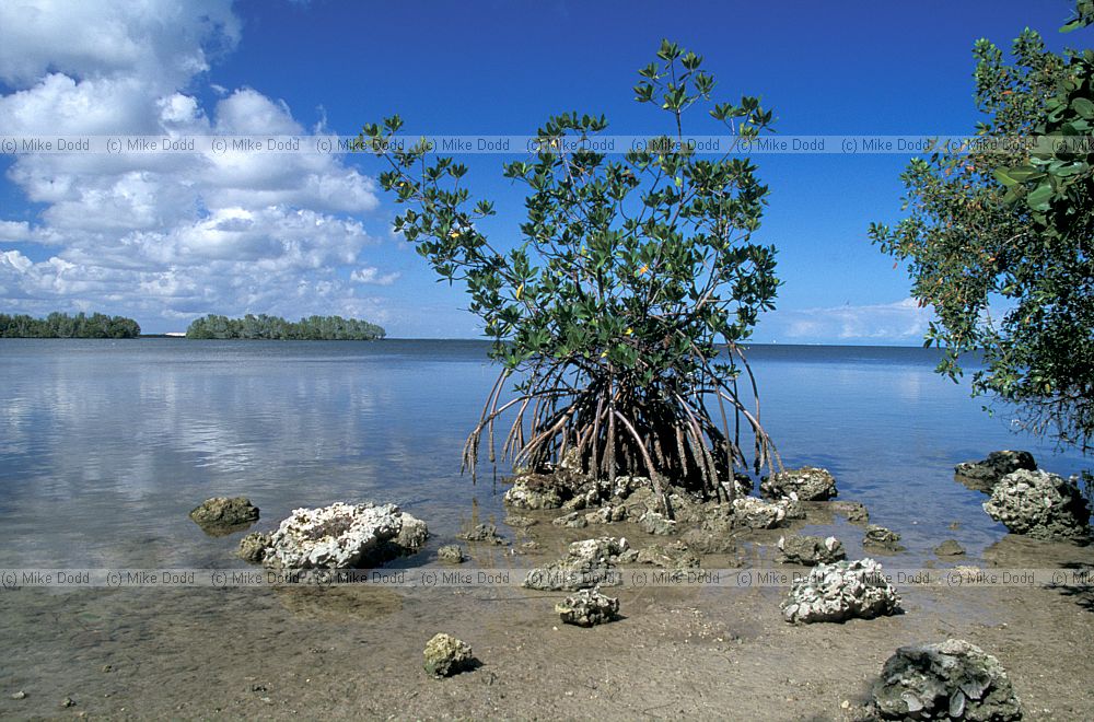 Rhizophora mangle red mangrove Everglades Florida