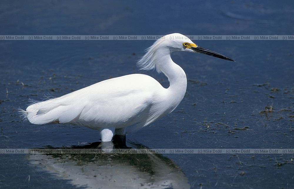 Snowy egret Everglades Florida