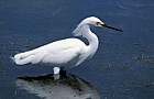 Snowy egret Everglades Florida