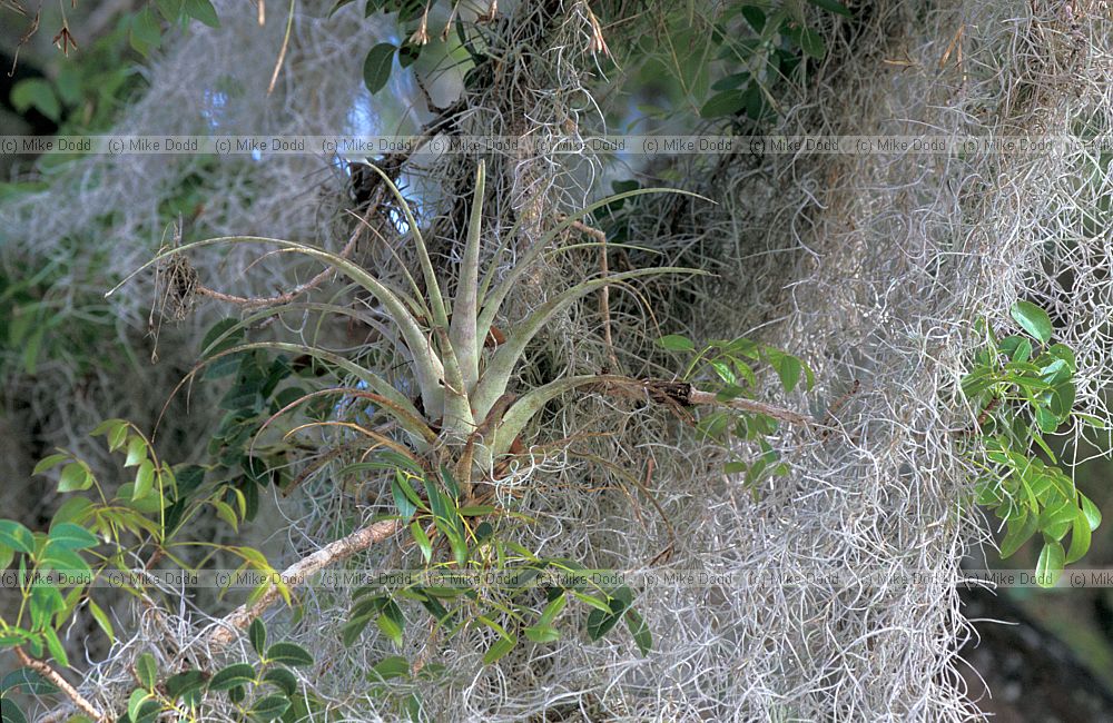 Spanish moss and bromeliad Everglades Florida