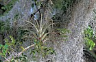 Spanish moss and bromeliad Everglades Florida