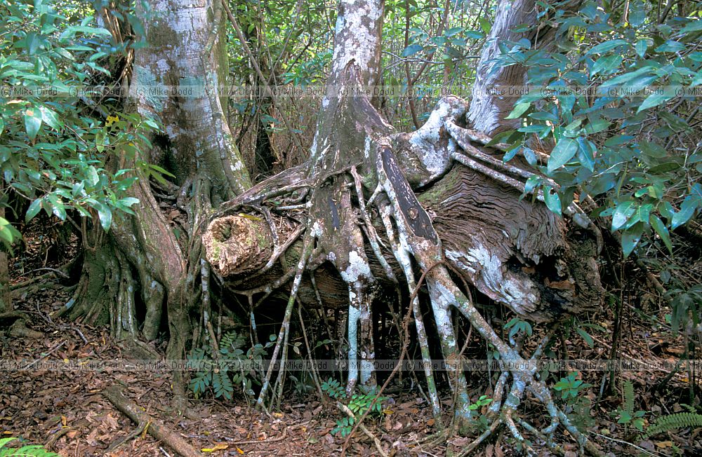 Strangler fig Everglades Florida