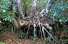 Strangler fig Everglades Florida