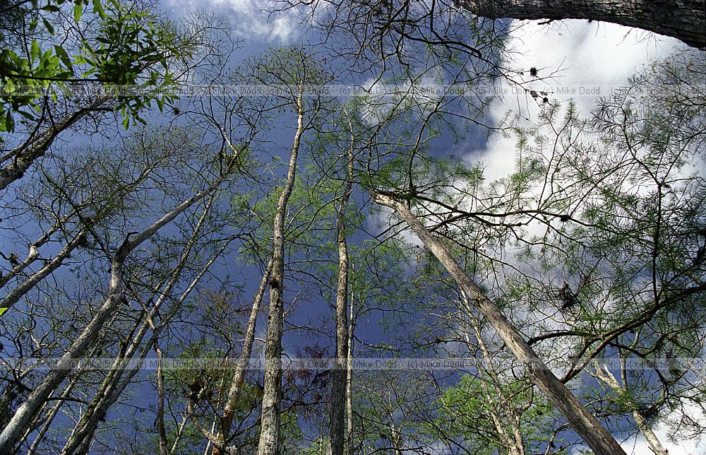 Taxodium Everglades Florida