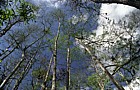 Taxodium Everglades Florida