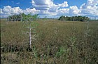 Taxodium and hammocks Everglades Florida